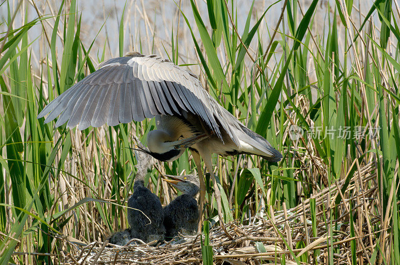 巢中的苍鹭(Ardea cinerea)